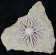 Salenia Urchin Fossil - Late Cretaceous #12947-3